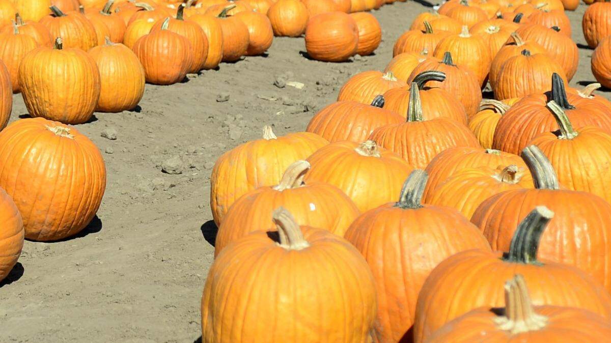 Pumpkins pictured in 2014 at Dell’Osso Family Farm in Lathrop, where there will be plenty of fall activities.