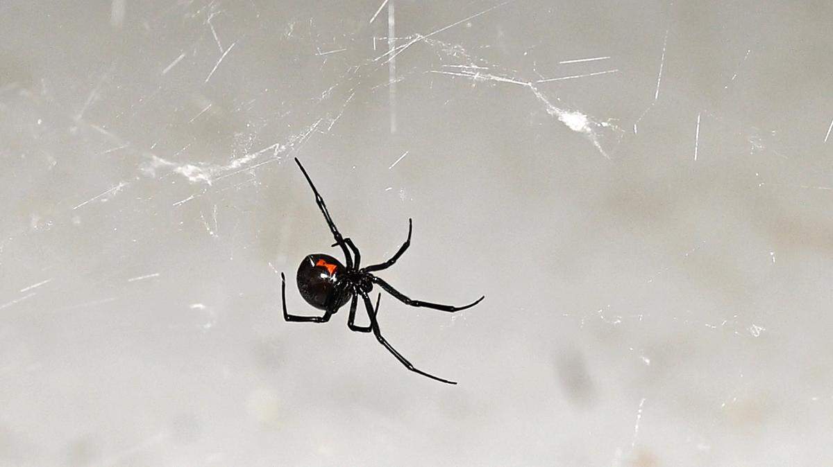 Black widow spider