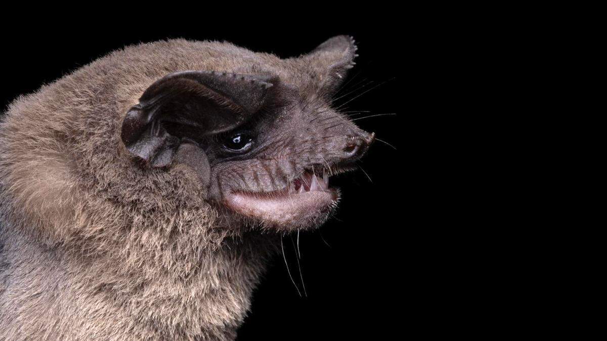 Mexican free-tailed bat (Tadarida brasiliensis), image provided by Bat Conservation International.