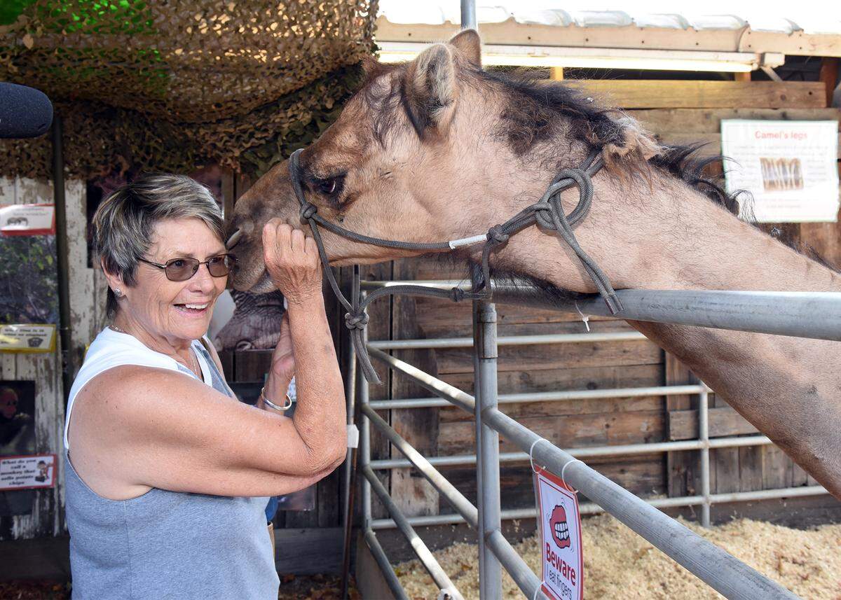 Gwen Emens of Hilmar gets a nuzzle from a camel Thursday July 12, 2018 at the Stanislaus County Fair in Turlock, Calif. 