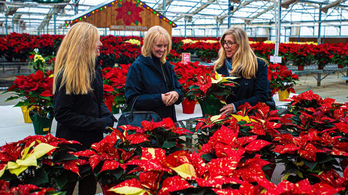 From left, Maria Miller, Donna Trotter, and Jeannie McWhirter, from Modesto, take in the vast selection of colorful poinsettias at Duarte Farms on Monday, Dec. 2, 2019, in Hughson, California.
