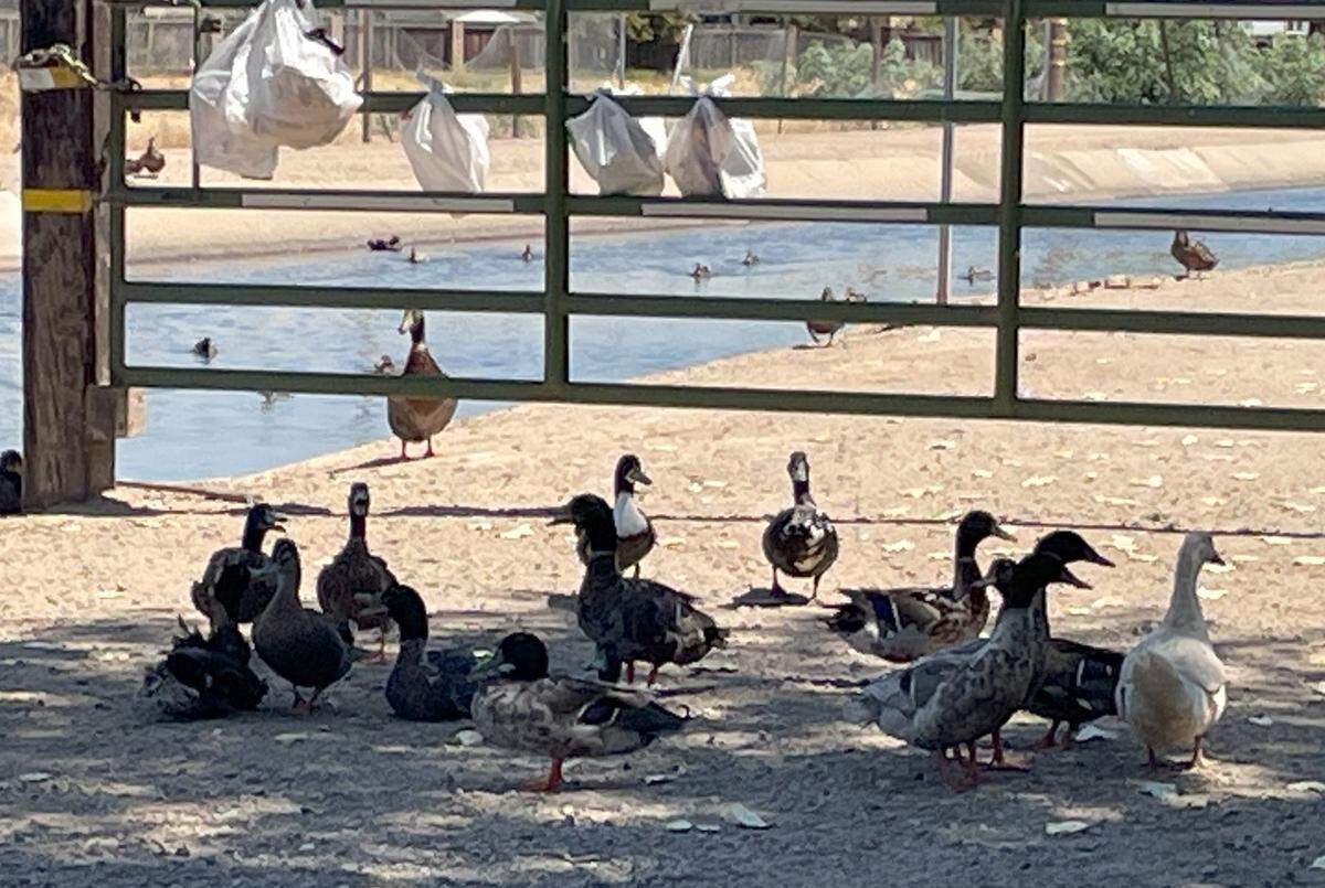 Ducks are drawn to an irrigation canal next to a 48-apartment project approved by the Riverbank Planning Commission on July 15, 2025.