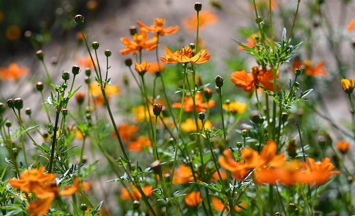 Flowers in the insectary at Zinc House Farm in Escalon, Calif., on Tuesday, June, 21, 2022.