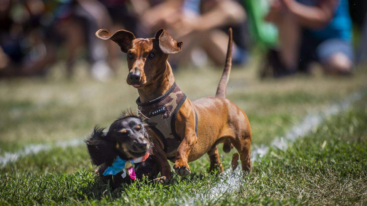 FILE - Dachshunds compete against each other during one of the weiner dog races at Woofstock at Johnson-Springview Park in Rocklin, Sunday, August 25, 2019.