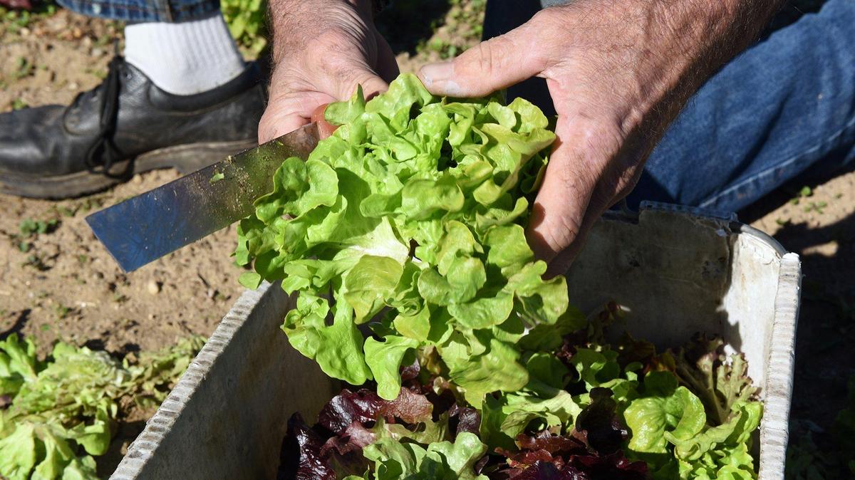 Lettuce harvest in Riverbank, CA in 2019.