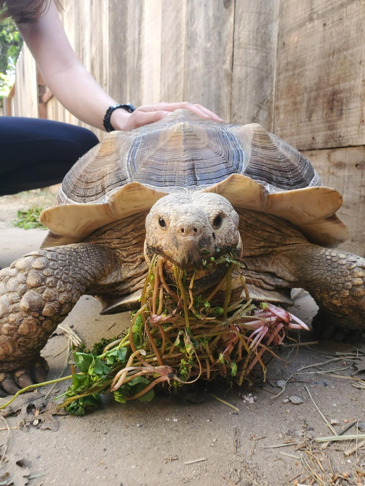 Squirt the tortoise is pictured on March 26, the day he disappeared from his Modesto home, Rebecca Goulet said.