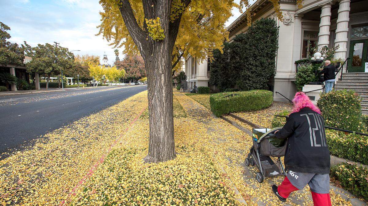 Ginkgo tree leaves carpet I Street on the street out in front of the McHenry Museum in Modesto, Calif., Wednesday, Nov. 21, 2018. 