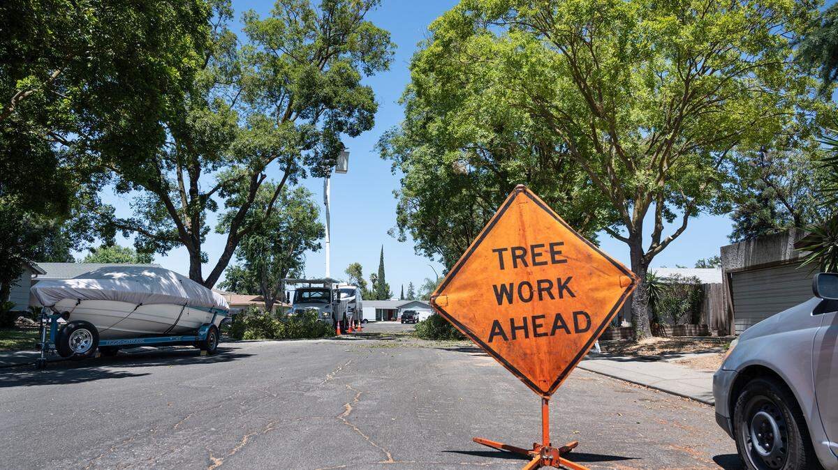 Modesto City tree workers trim trees on Ghia Court in Modesto, Calif., on Thursday, July 15, 2021.