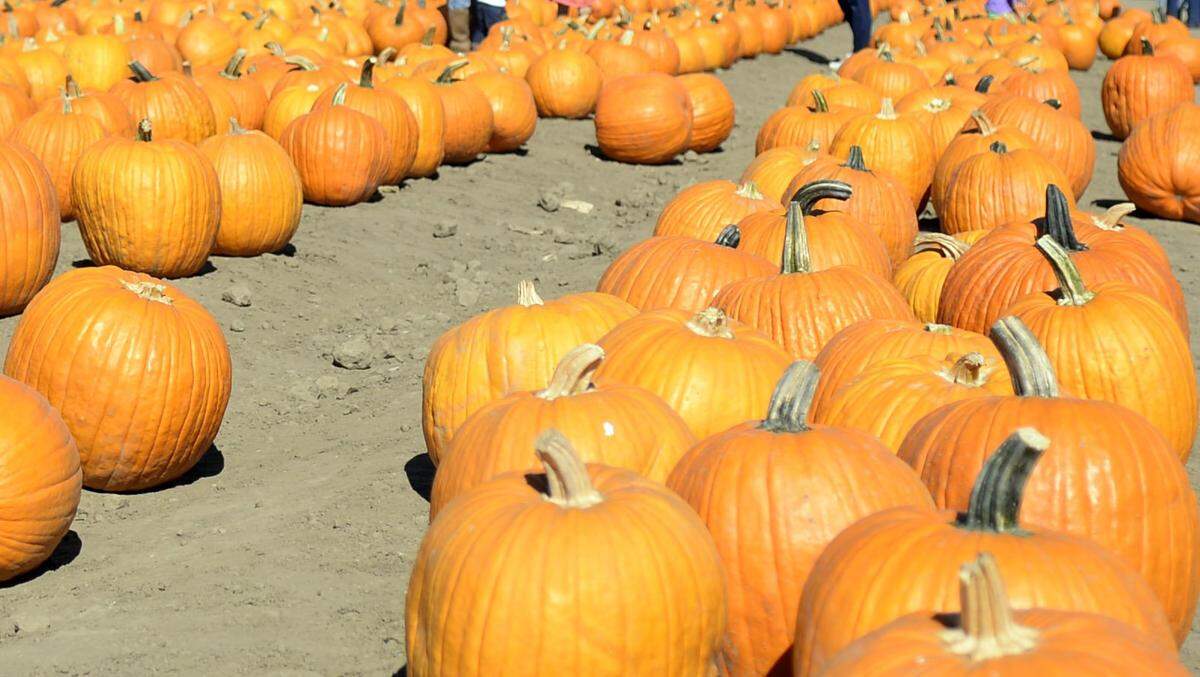 Pumpkins available during a past season at Dell'Osso Family Farm in Lathrop.