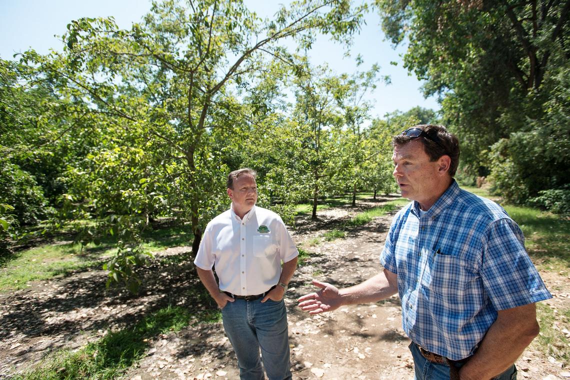Brothers Don, left, and Gary Barton, right, say increased water releases in the Stanislaus River will flood their ranch and kill scores of  walnut trees in Ripon in Calif., Friday, July 27, 2018.