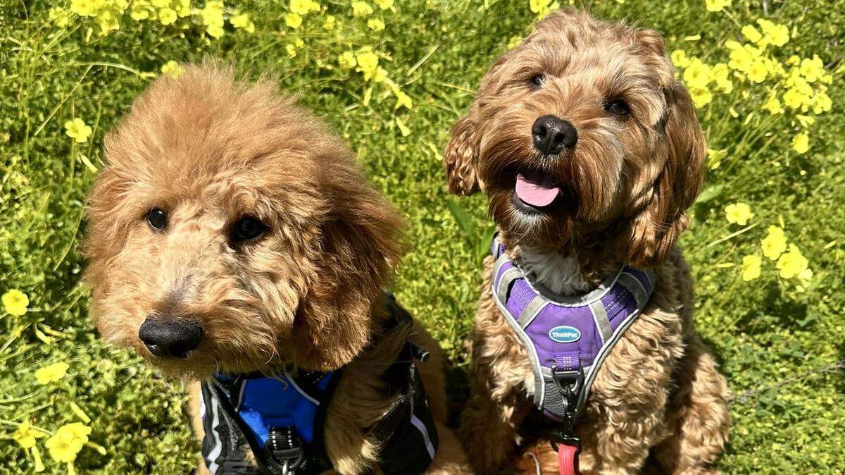 Jelly Bean and Rio are the adorable pups of Jim Silva, who’s on the California Audience Growth Team for McClatchy. Though the doodles are very cute, they will not be entered in the contest.