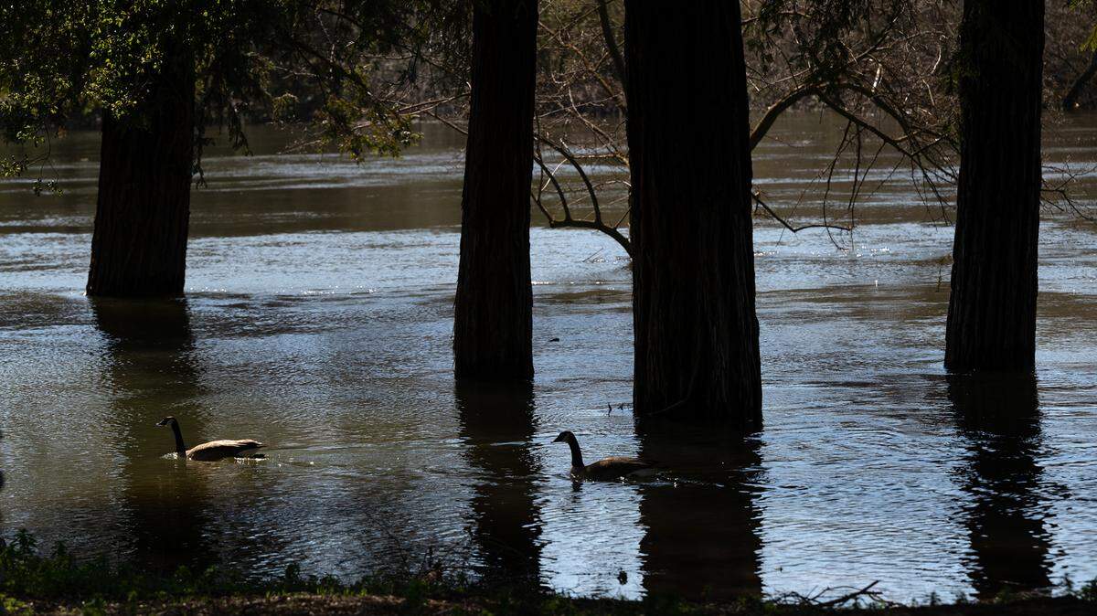 Geese navigate the Tuolumne River at Legion Park in the Tuolumne River Regional Park in Modesto, Calif., Thursday, March 16, 2023.