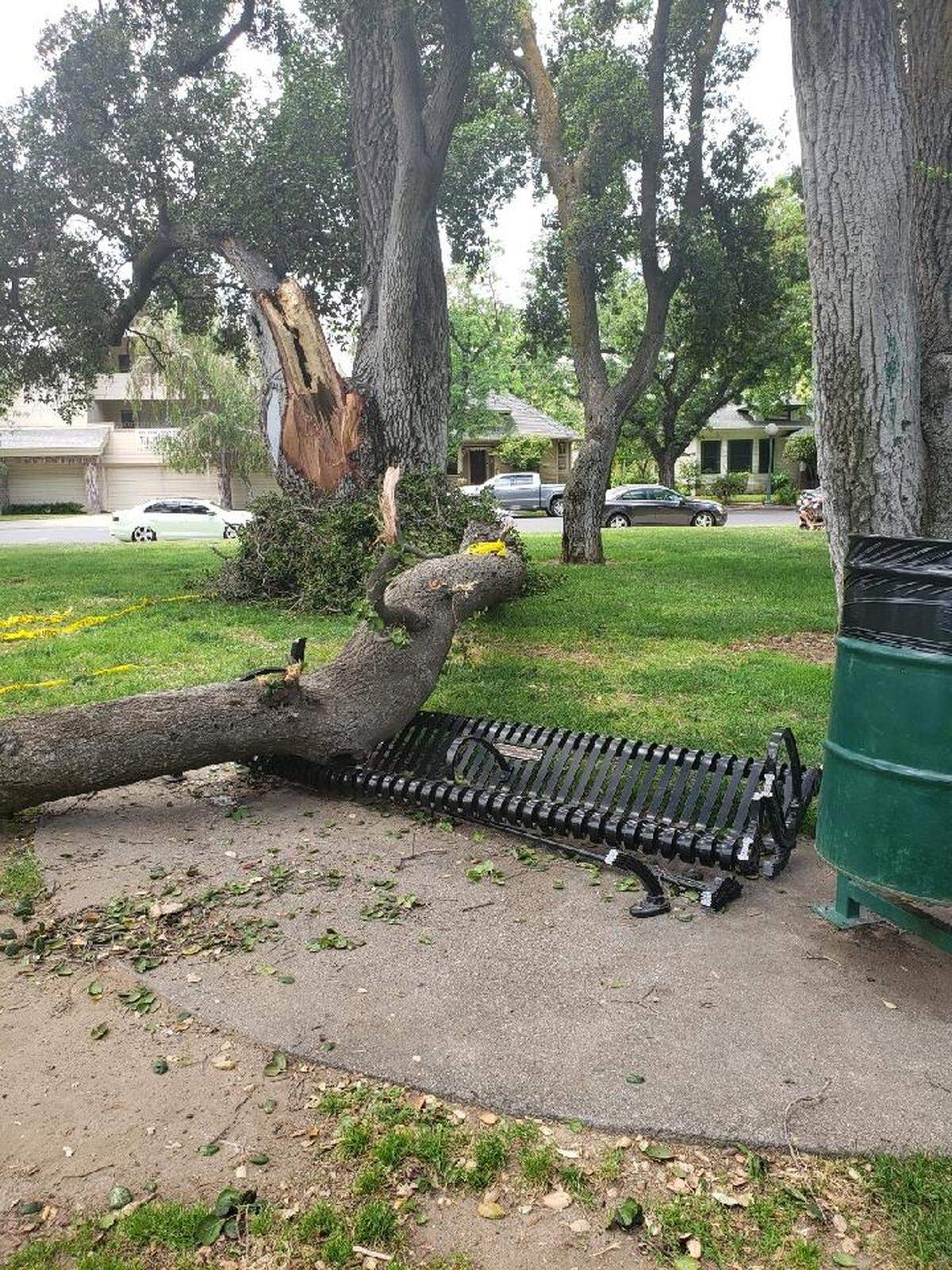 An oak tree on June 11 or 12, 2022 crushed a bench dedicated to the memory of the late Carol Whiteside, a former Modesto mayor, in Graceada Park. The bench and memorial plaque will be replaced, City Hall says.