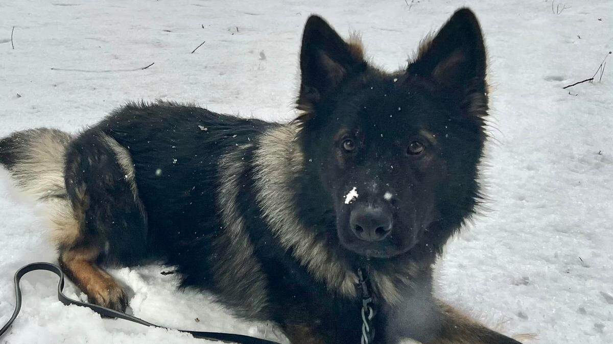 Sonora Police Department’s new K9 officer, Ridge.