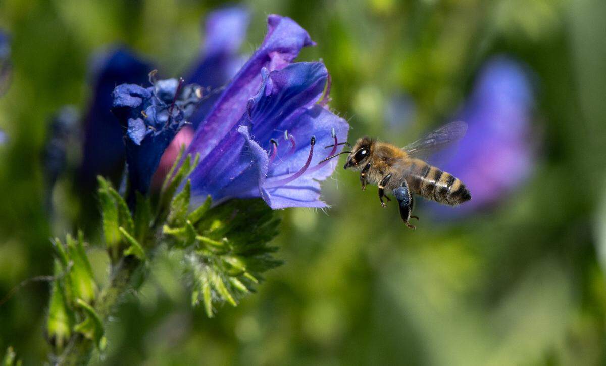 A bee flies to a penstemon flower in the La Loma Native Garden in Modesto, Thursday, March, 20, 2025.