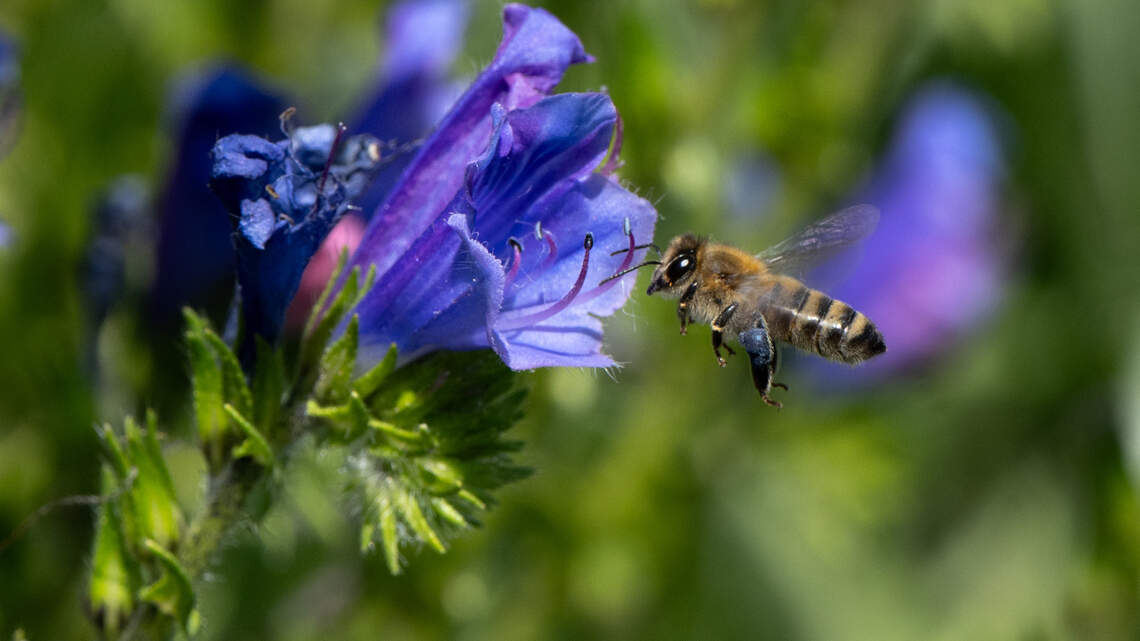 Fresno observes Earth Day with local events focusing on climate action | Opinion