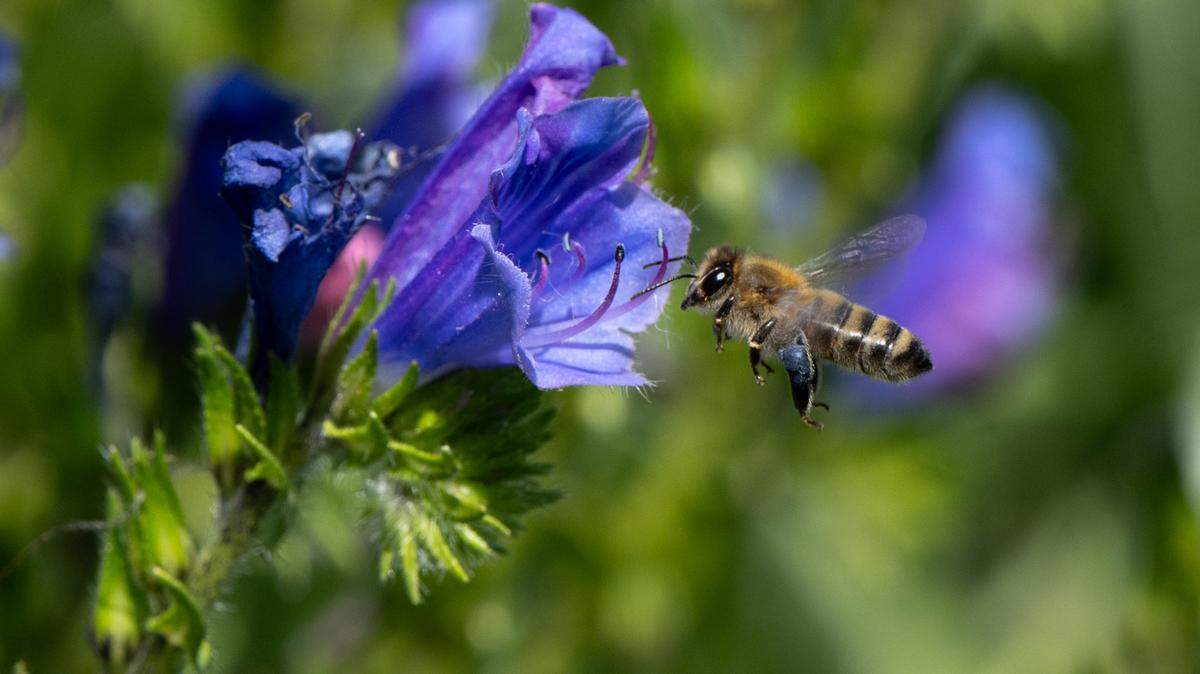 A bee flies to a penstemon flower in the La Loma Native Garden in Modesto, Thursday, March, 20, 2025.