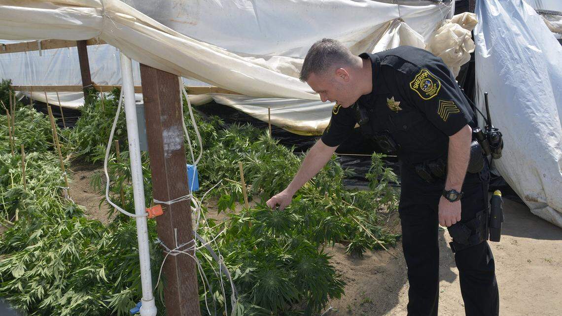 Stanislaus County Sheriff’s Sgt. Tom Letras is on scene where about 2,200 plants were eradicated from illegal indoor and outdoor marijuana grows at a property in the 2900 block of Orange Avenue, just outside of Patterson, Calif. on May 2, 2019.