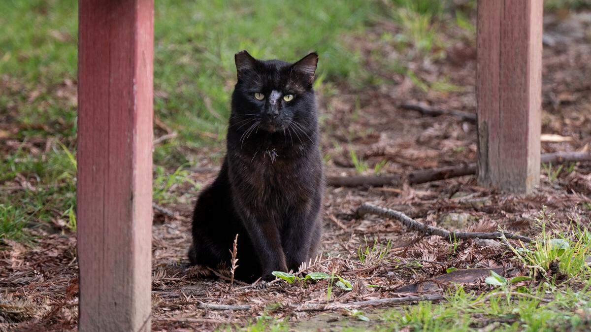 A male feral cat can be identified by an ear clipping as being neutered at Jacob Myers Park in Riverbank, Calif., Saturday, March 30, 2024.