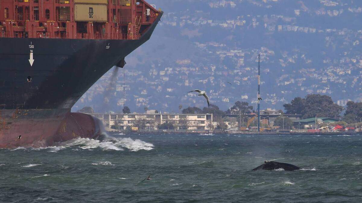 A humpback whale comes close to a freighter Sept. 15 in San Francisco during a recent whale watching tour with San Francisco Whale Tours.