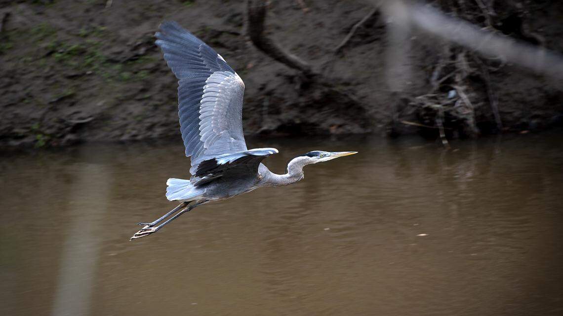 A blue heron flies along Dry Creek n Modesto, Calif., Wednesday, Feb. 13, 2019.