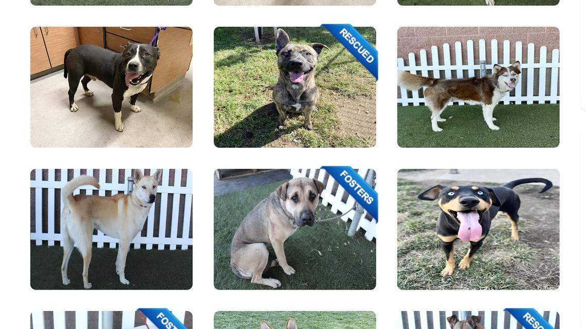 Over 200 dogs are available for adoption at Stanislaus Animal Services Agency.