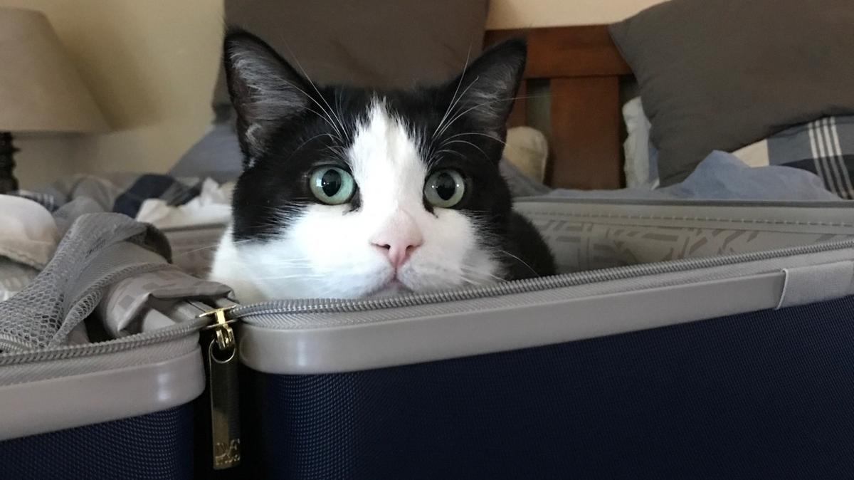Ozzy was the beloved pet of The Modesto Bee reporter Maria Luisa Figueroa. Though very cute and dressed in his tuxedo, he will not be entered in the contest.