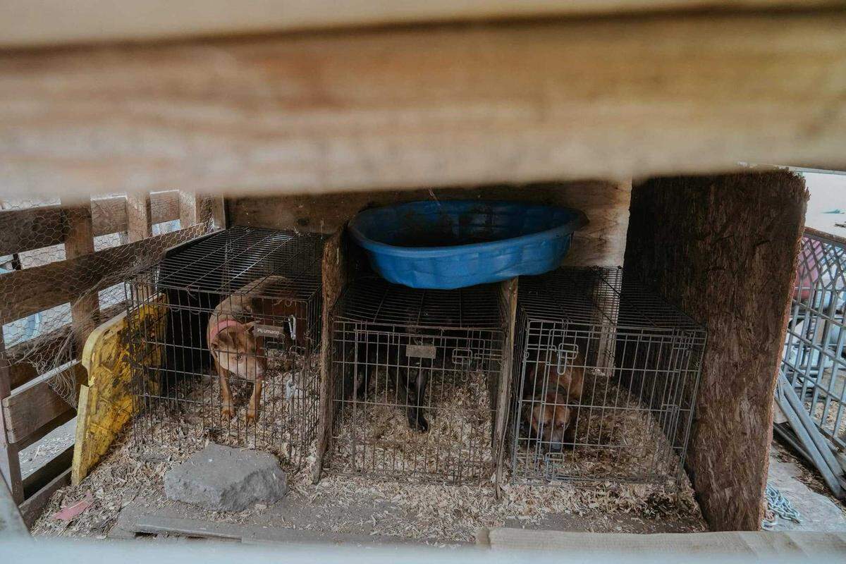 The Turlock Police Department seized 73 dogs as part of an investigation into possible dog fighting and animal cruelty on Thursday, March 28, 2024.