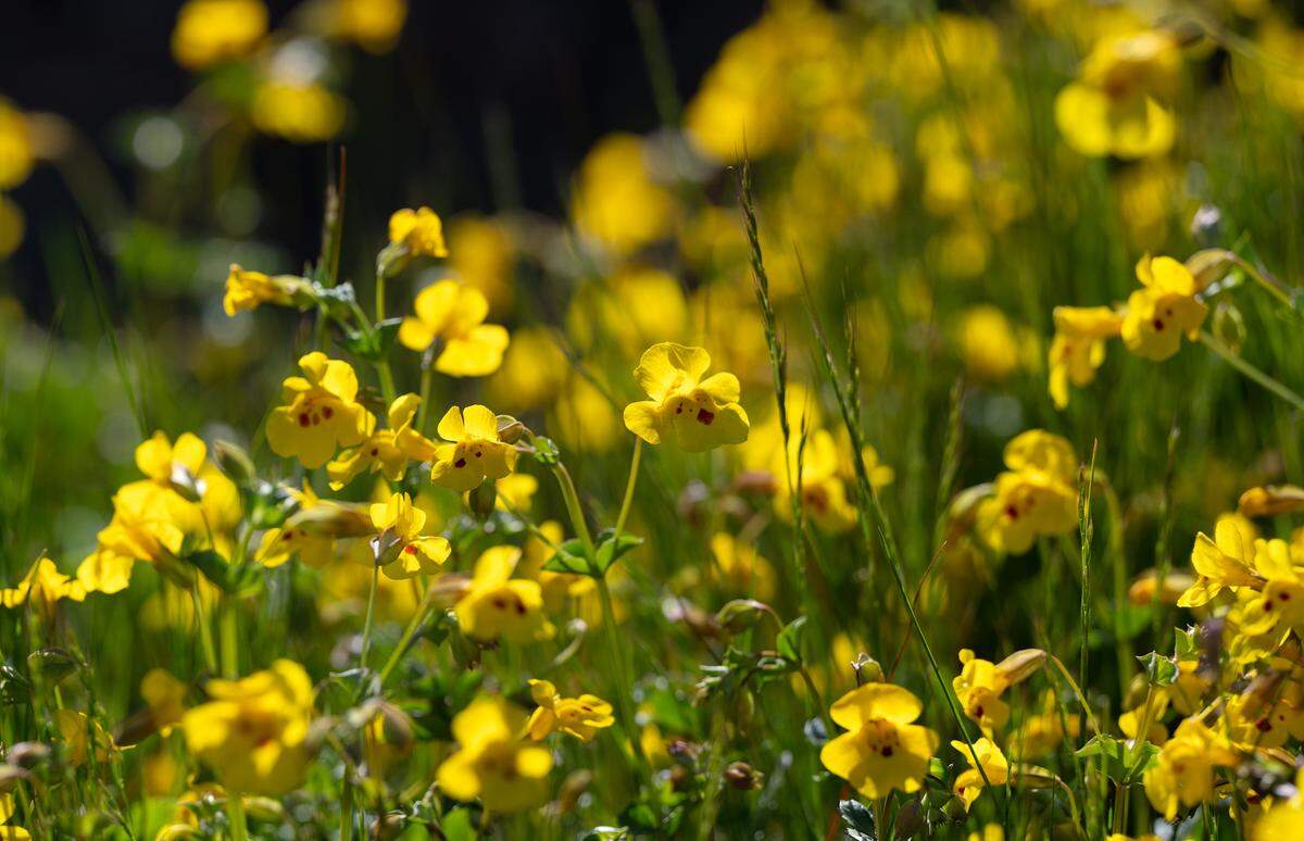 Seep monkey flower blankets the ground at Red Hills recreation area in Chinese Camp, Calif., Wednesday, April 12, 2023.