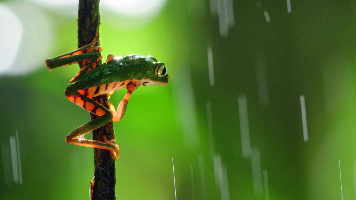 Huge hit, this Netflix series will go live at Modesto’s Gallo Center. What, when