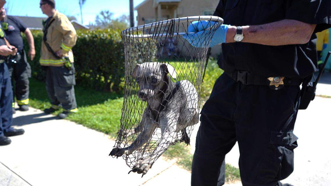 A rescued dog is carried from a home on Hollister Street in Ceres on Tuesday, March 19, 2024.