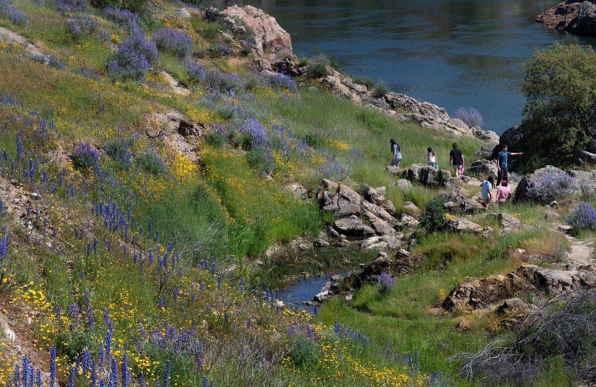 Knights Ferry Recreation Area includes both easy and moderate hiking trails to see seasonal wildflowers along the Stanislaus River in Knights Ferry, Calif., Wednesday, April 12, 2023.