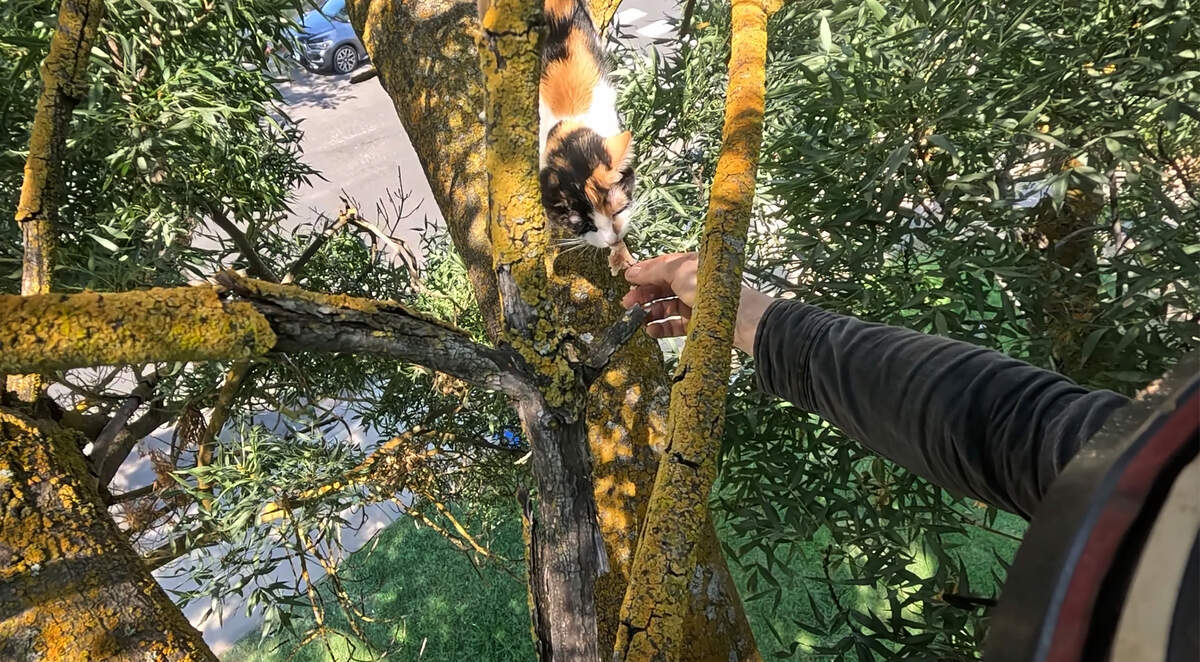 Dauki Willburn gives a stranded cat a treat during a rescue from a tree in Modesto.
