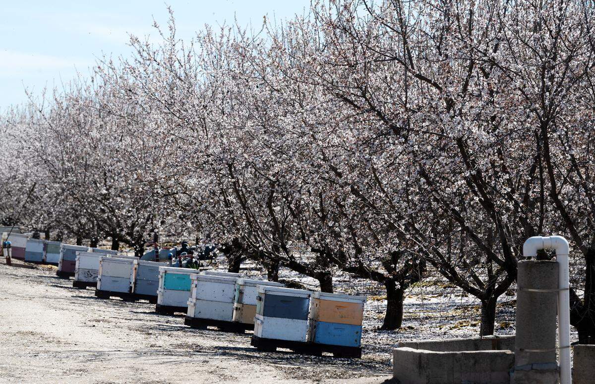 Almond trees blossom in Salida, Calif., Thursday, March 2, 2023.