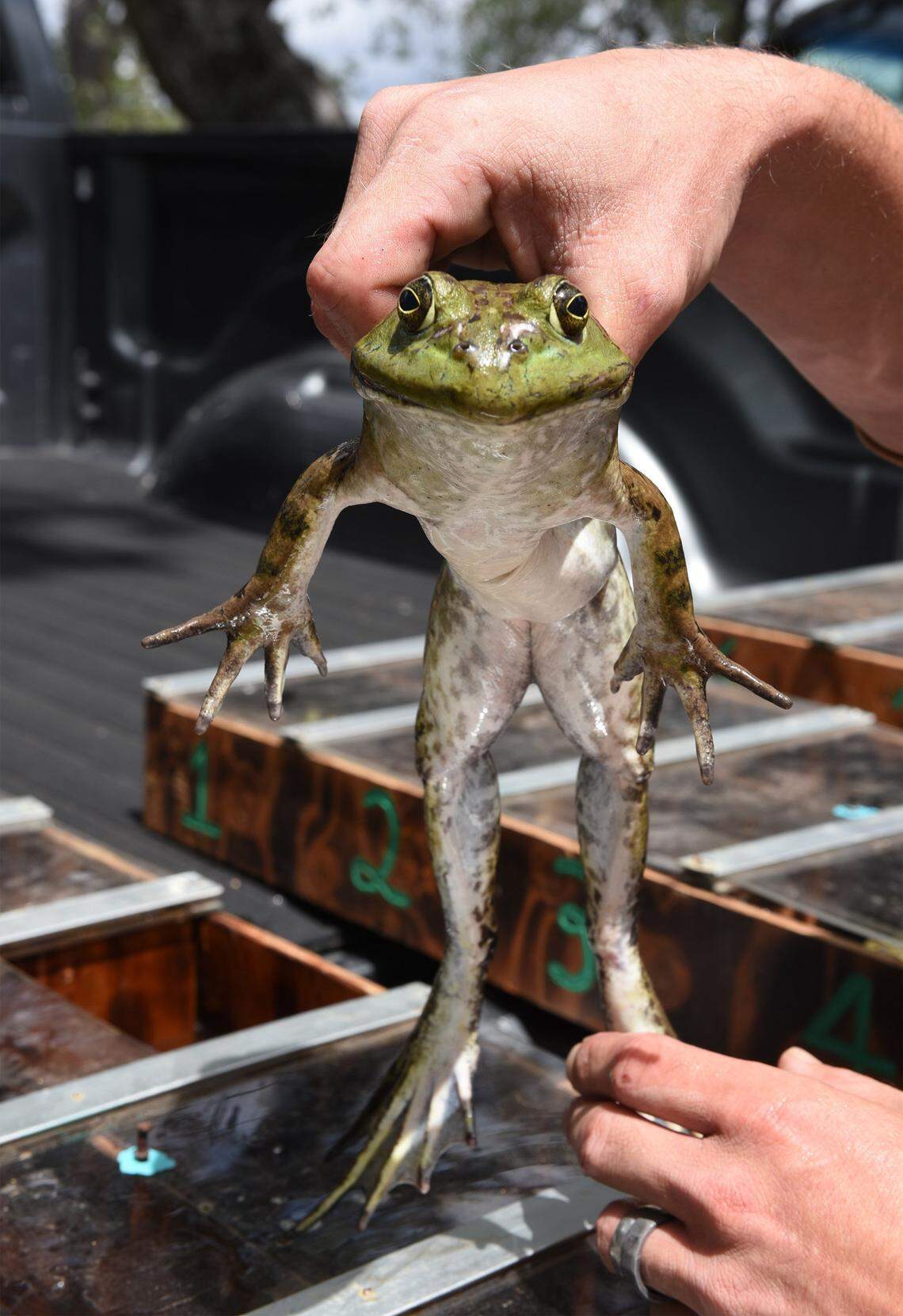 A frog soon to compete in jumping is pictured at a past year's Calaveras County Fair & Jumping Frog Jubilee in Angels Camp.