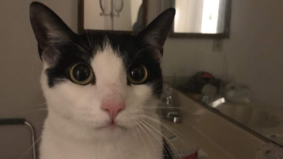 Pet cat shot to death near Hughson. Stanislaus Sheriff’s Office investigating