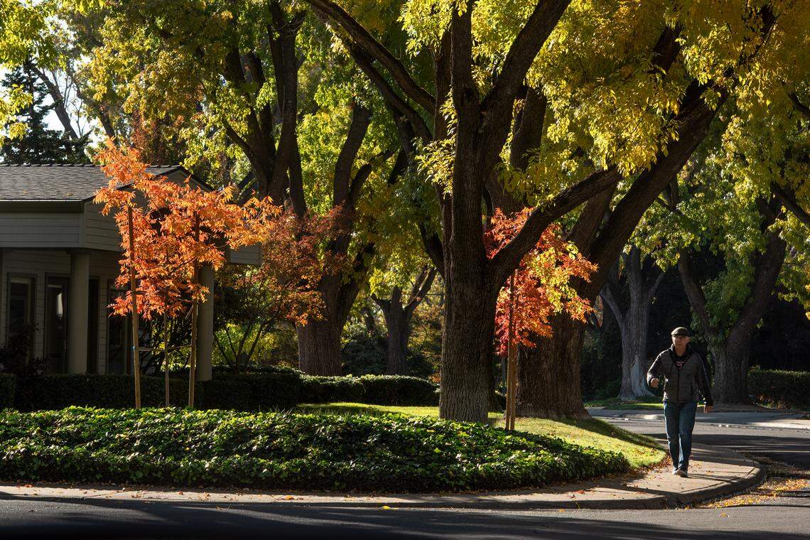 David Mraz walks in the college neighborhood on Princeton Aveune under fall colored trees in Modesto, Calif., on Tuesday, Nov. 24, 2020.