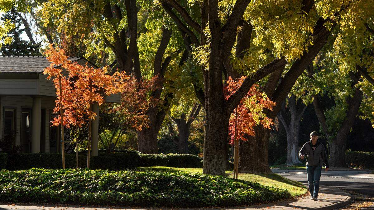 David Mraz walks in the college neighborhood on Princeton Aveune under fall colored trees in Modesto, Calif., on Tuesday, Nov. 24, 2020.