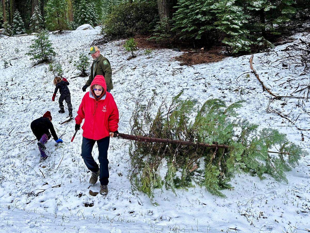 The family of Benjamin Cossel, public affairs officer for the Stanislaus National Forest, cut its own Christmas tree off Highway 4. Permits for 2025 were announced in mid-November.