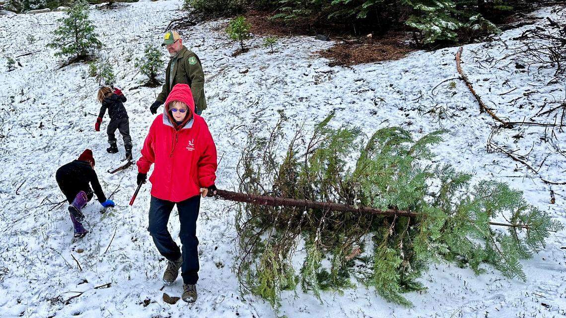 The family of Benjamin Cossel, public affairs officer for the Stanislaus National Forest, cut its own Christmas tree off Highway 4 in a previous year. Permits for 2025 were announced in mid-November.