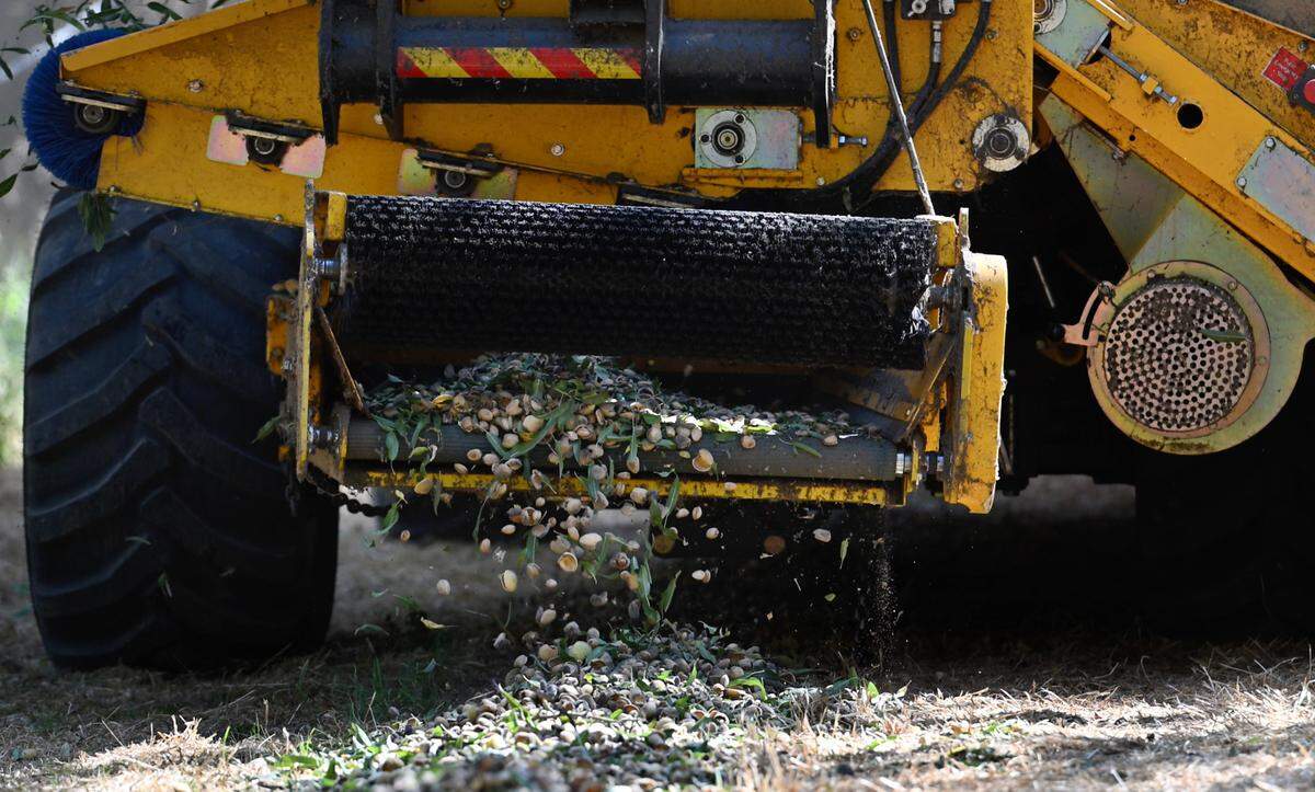 El sacudidor TOL deja caer las almendras en hileras para su secado antes de que la cosecha se recoja y se lleve a procesar. Fotografiado en Burroughs Family Farms al este de Denair, California, el martes 19 de septiembre de 2023.