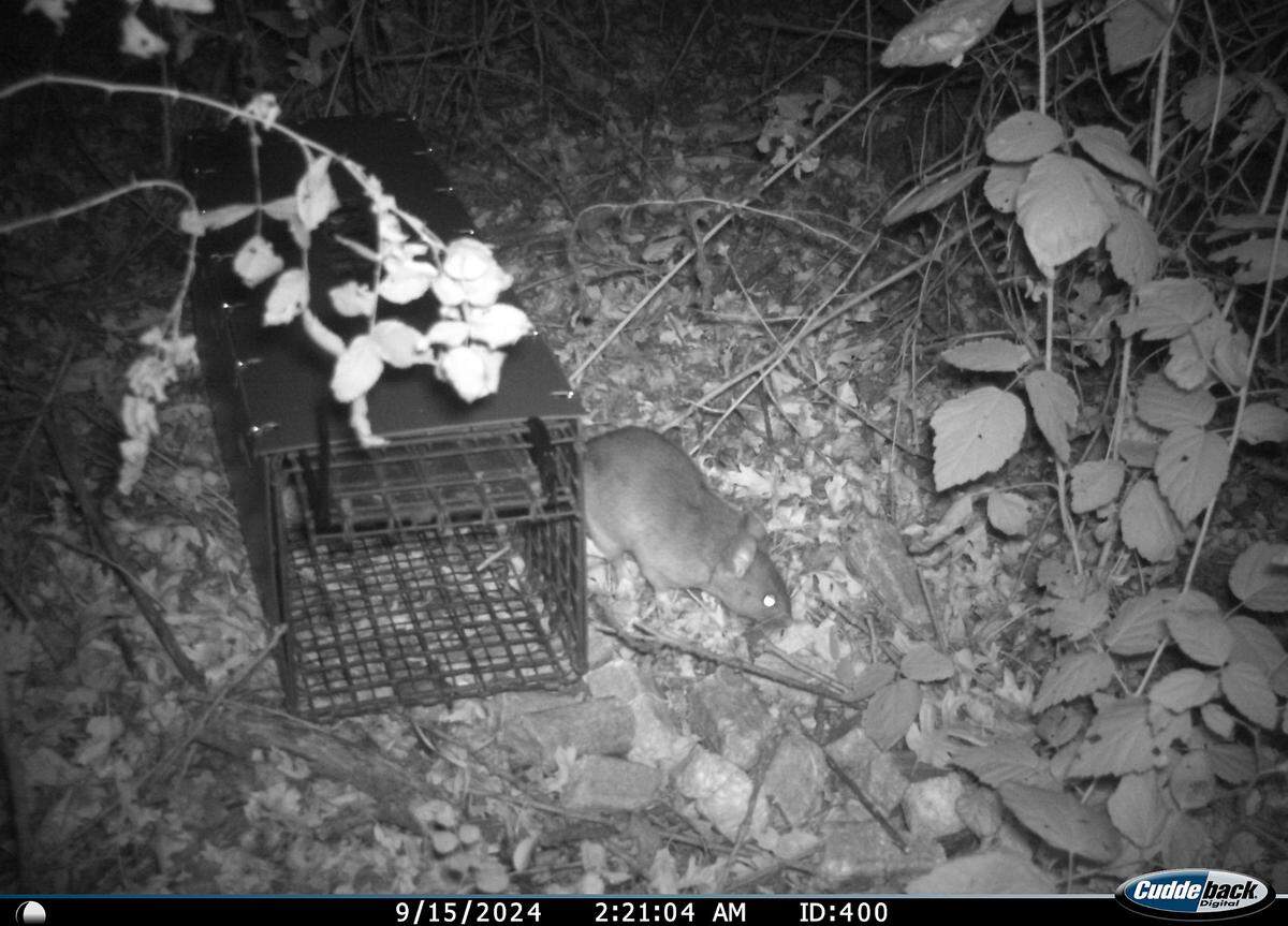 Riparian Woodrat