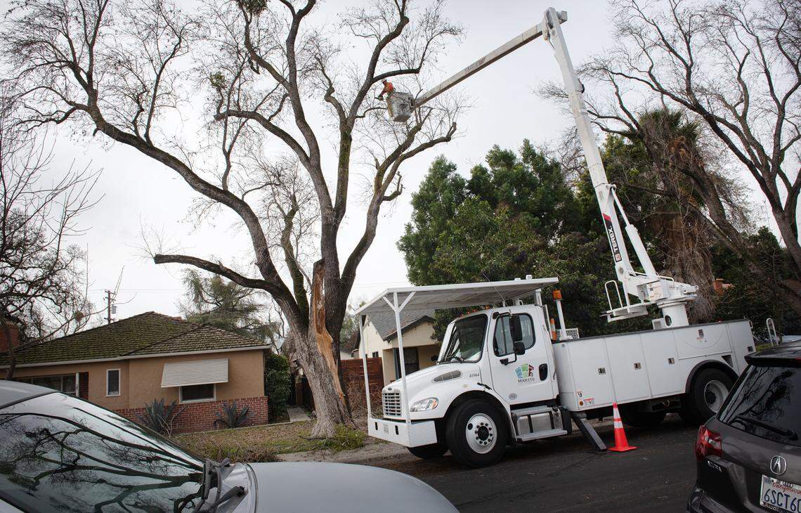City of Modesto forestry division crew works on a damaged tree on Rowland Avenue in Modesto, Calif., Tuesday, Jan. 3, 2023.