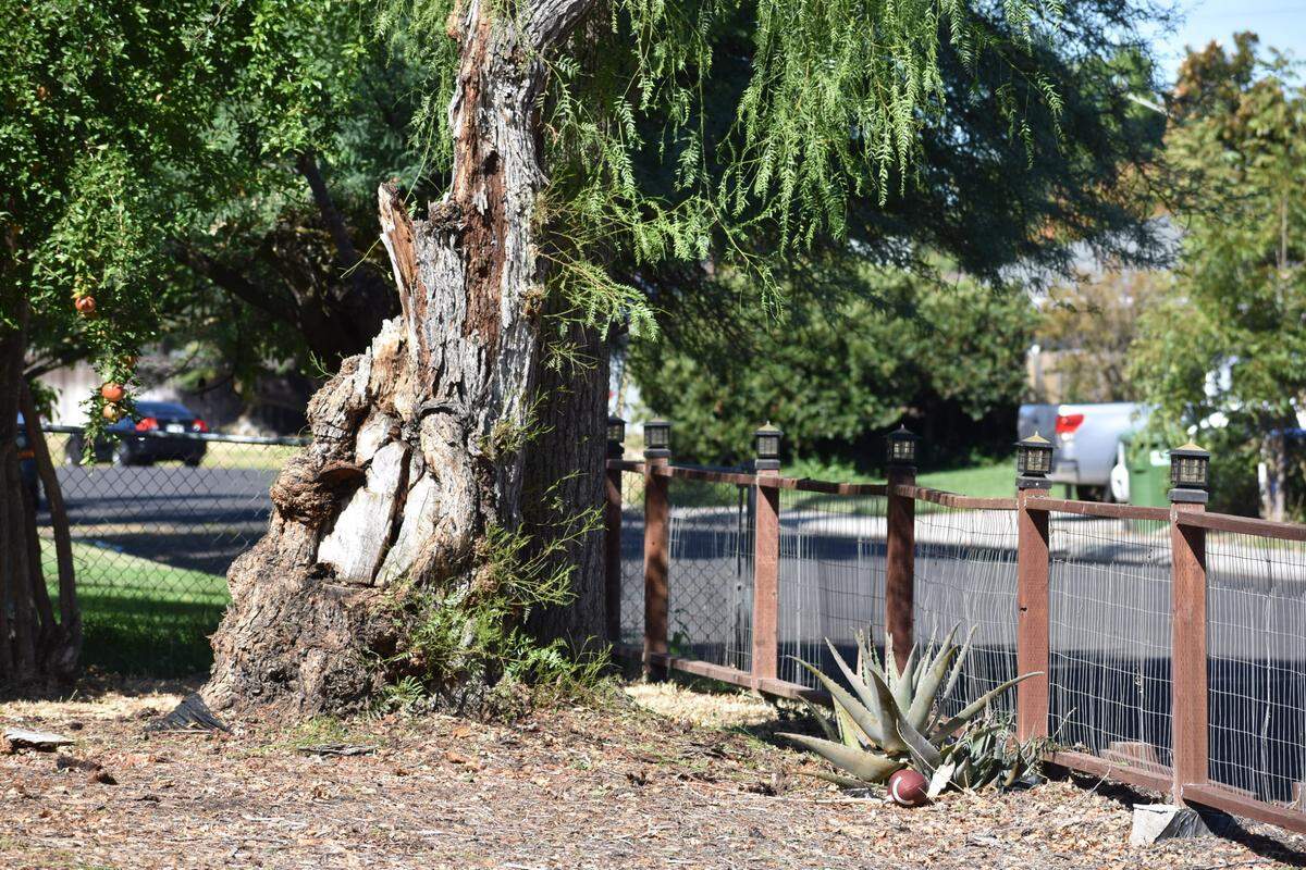 During a thunderstorm Saturday afternoon, Sept. 9, this tree in the front yard of a home on the 2200 block of Pacific Avenue in Modesto was struck by lightning. Pieces of the tree struck the house, causing minor damage including a broken window.