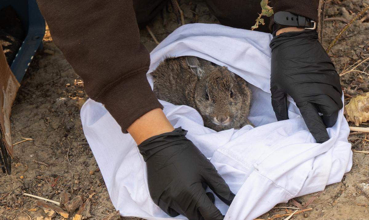 U.S. Fish and Wildlife Service technician Megan Wong releases a riparian brush rabbit back at the spot where it had been trapped.