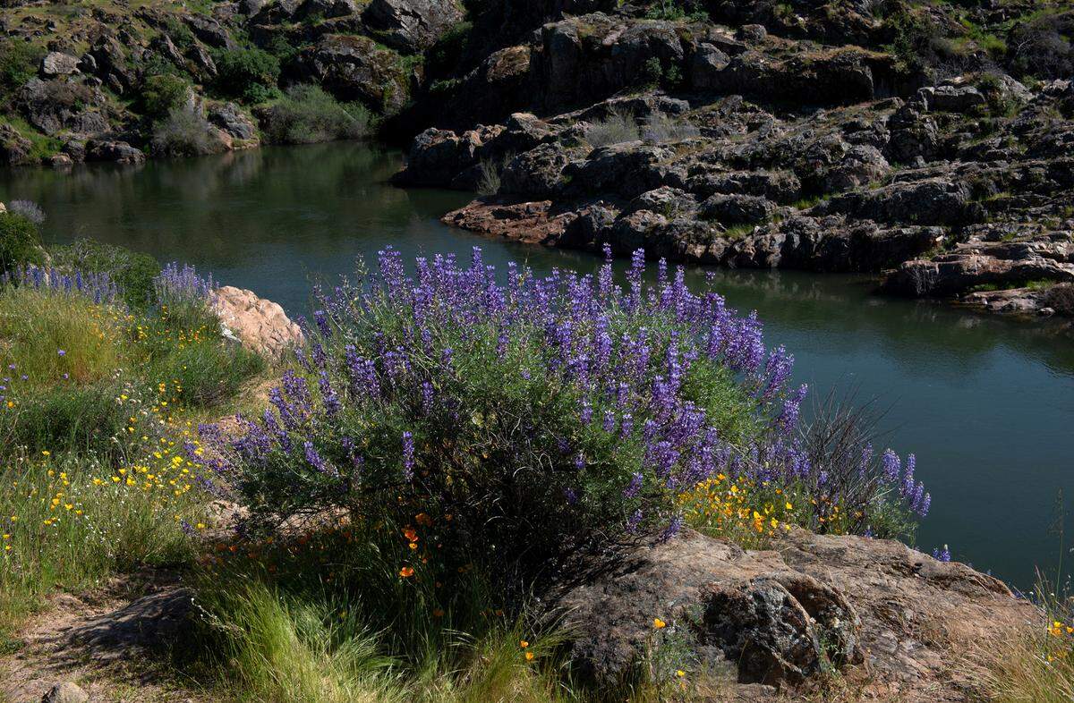 Silver lupine is in full bloom along the Stanislaus River at the Knights Ferry Recreation Area in Knights Ferry, Calif., Wednesday, April 12, 2023.
