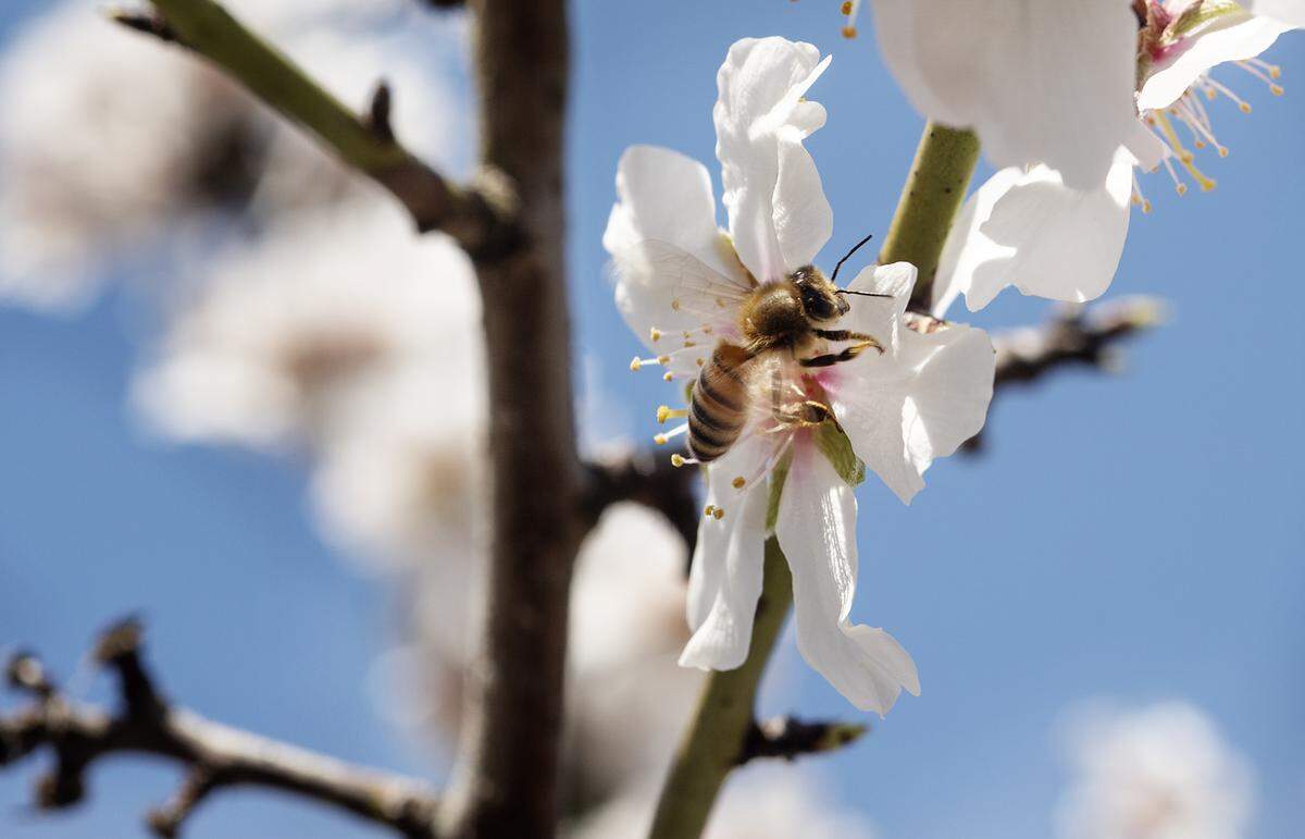 A honey bee works the almond blossoms at the Gemperle family orchard in Ceres, Calif., on Thursday, Feb. 20, 2020.
