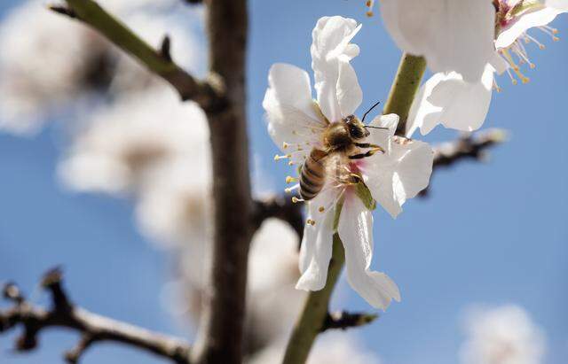 A honey bee works the almond blossoms at the Gemperle family orchard in Ceres, Calif., on Thursday, Feb. 20, 2020.