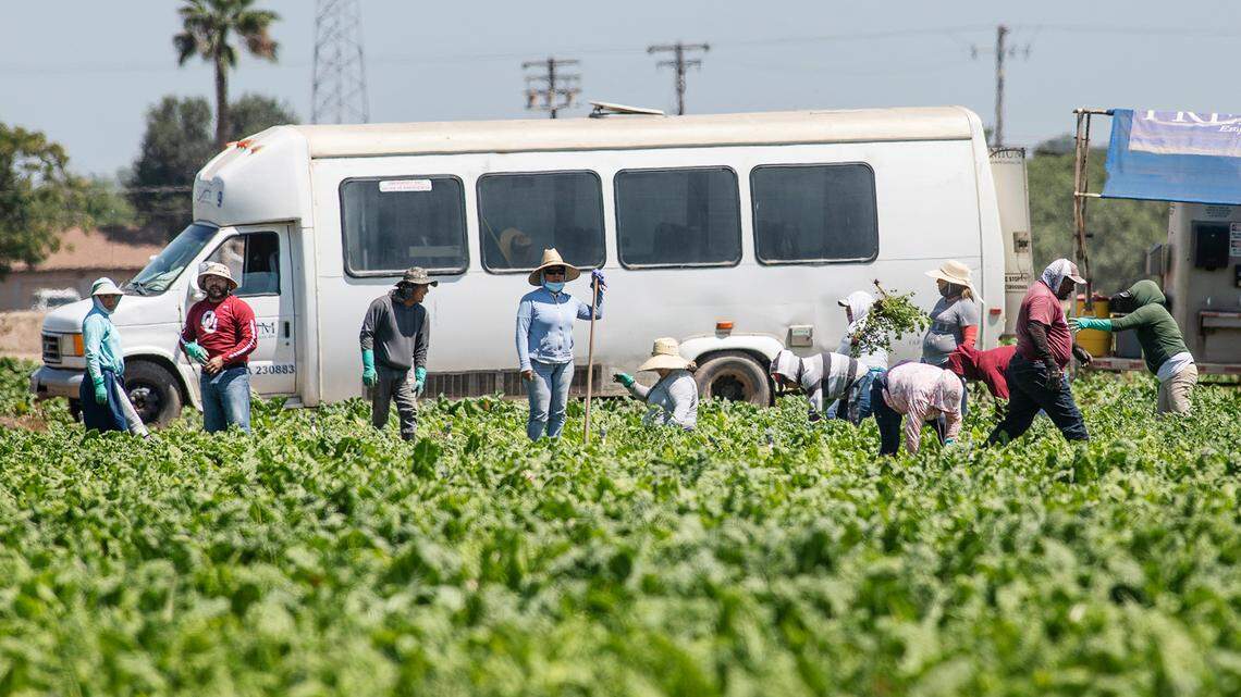 Workers tend to vegetables in Salida, Calif., on Thursday, July 15, 2020.