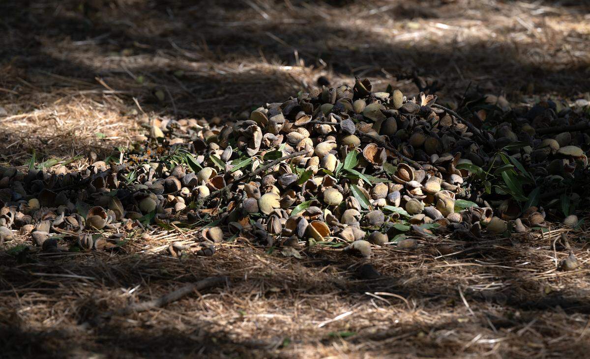 Las almendras se secan en el suelo del huerto durante aproximadamente una semana antes de ser recogidas y llevadas para su procesamiento. Fotografiadas en Burroughs Family Farms, al este de Denair, California, el martes 19 de septiembre de 2023.